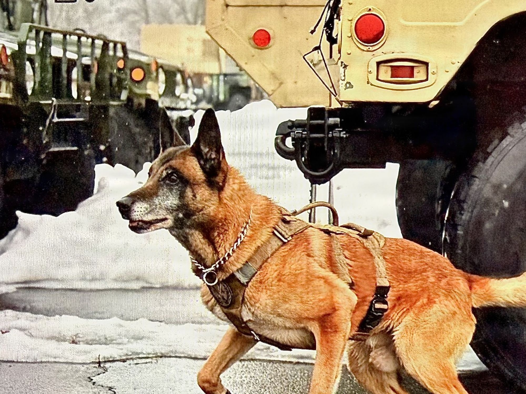K9 Veterans Day